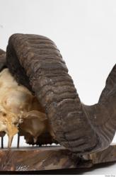 Photo Textures of Mouflon Skull Antlers